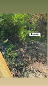 Photo de galerie - Elagage et coupe d'arbres