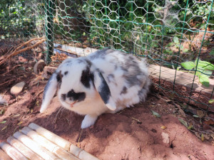 Photo de galerie - Je suis allée deux fois par jour nourrir ce gentil lapin nommé Arc-en-ciel pendant dix jours à son domicile 