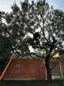 Photo de galerie - élagage d’un chêne 