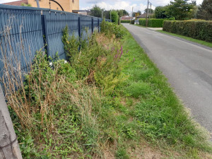 Photo de galerie - Tonte de pelouse - Débroussaillage