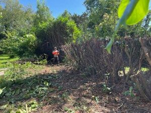 Photo de galerie - Taille d'une haie.