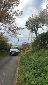 Photo de galerie - Élagage d’un sol, pleureur