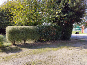 Photo de galerie - Taille de haie 

