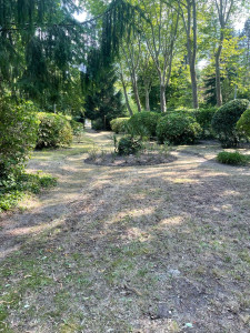 Photo de galerie - Taille de haies et d'arbustes