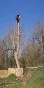 Photo de galerie - Elagage et coupe d'arbres