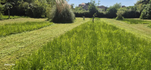 Photo de galerie - Tonte 
