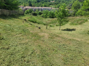 Photo de galerie - Tonte de pelouse - Débroussaillage