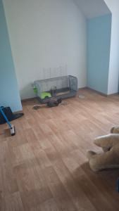 Photo de galerie - Petit lapinou garder quelque semaine chez la personne visite deux fois par semaine 