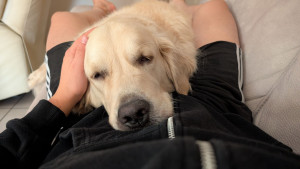 Photo de galerie - Je me propose de garder votre chien au besoin.
