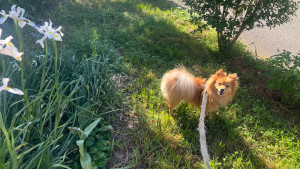 Photo de galerie - Garde animaux