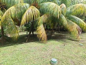 Photo de galerie - Entretien de jardin 
Client satisfait !