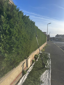 Photo de galerie - Taille de haie 