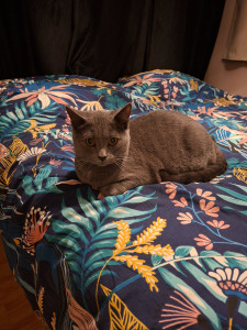 Photo de galerie - Garde chat