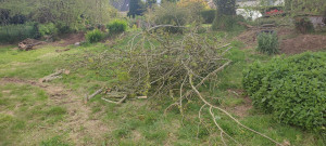 Photo de galerie - Arbre fragile et dangereux 