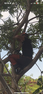 Photo de galerie - Abattage