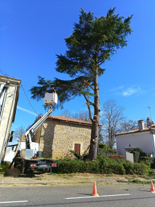Photo de galerie - Elagage et coupe d'arbres