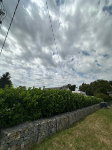 Photo de galerie - Avant / Taille d’une haie de 25m de long 