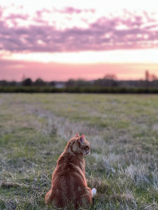 Photo de galerie - Garde chat