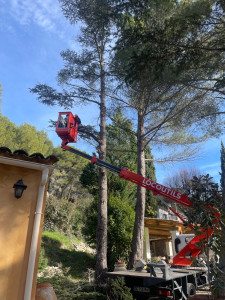 Photo de galerie - Elagage et coupe d'arbres