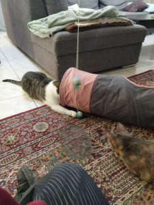 Photo de galerie - Garde d'animaux 