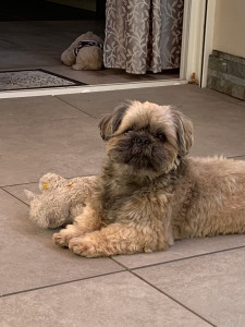 Photo de galerie - Le chien de la maison, très sociable et prête ses jouets et ses lits