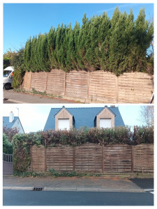 Photo de galerie - Elagage de haie de thuya 