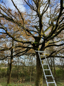 Photo de galerie - Taille d'arbre et élagage