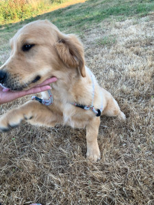 Photo de galerie - Garde chien