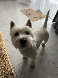 Photo de galerie - Loki que je vais sortir 3x par jour pendant 2 semaines pour ses sorties hygiéniques le temps de la convalescence de son maître. 