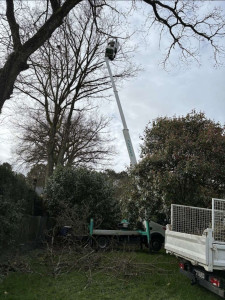 Photo de galerie - élagage et coupe d'arbre 
