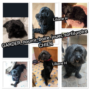 Photo de galerie - GARDER, nourrir, boire, jouer, sortir votre CHIEN