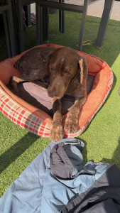 Photo de galerie - Bolt chien aveugle