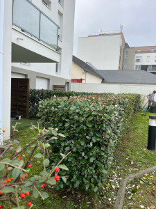 Photo de galerie - Taille de haie + rabattage 