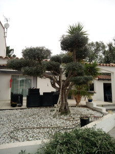 Photo de galerie - Taille de haies et d'arbustes