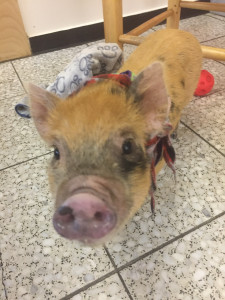 Photo de galerie - Garde animaux
