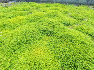 Photo de galerie - Plantes vivaces tapissante en remplacement d'un gazon