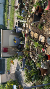 Photo de galerie - Aménagement jardin en friche remise a niveau 
