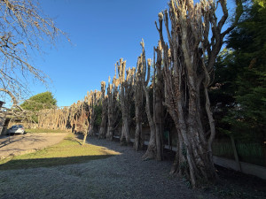 Photo de galerie - Elagage et coupe d'arbres