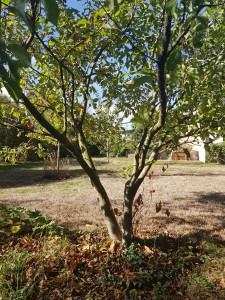 Photo de galerie - Petit élagage sur un pommier 