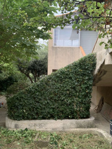 Photo de galerie - Taille haie escalier 