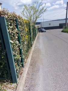 Photo de galerie - Taille haie