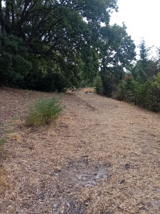 Photo de galerie - Tonte de pelouse - Débroussaillage
