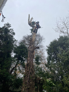 Photo de galerie - Démontage d’un boulot devenue dangereux suite aux précédentes coupes réalisées 