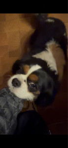 Photo de galerie - Garde de chienne durant quelques semaines sans problème.