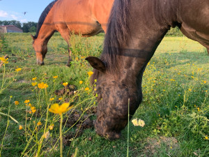 Photo de galerie - Pension chevaux