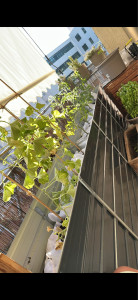 Photo de galerie - Pose de potager balcons 