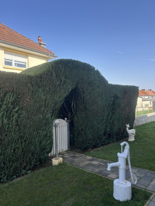 Photo de galerie - Taille de haie 