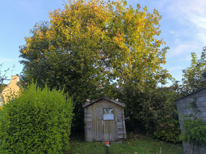 Photo de galerie - Elagage et coupe d'arbres