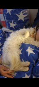 Photo de galerie - Mon chat Toki 