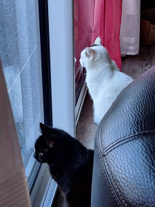 Photo de galerie - Mes chats Bab cool et Flockon